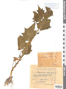 VOR 0023884