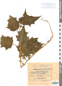 VOR 0023879