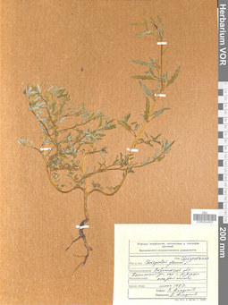 VOR 0024503