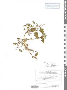 VOR 0024498