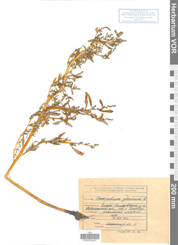 VOR 0024497