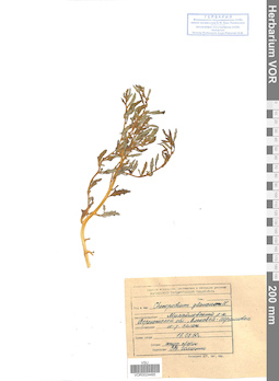 VOR 0024495
