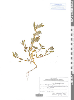 VOR 0024494