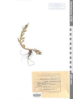 VOR 0024493