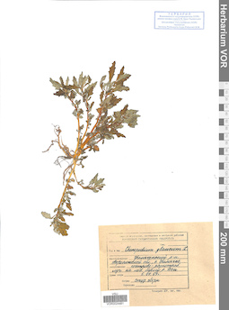 VOR 0024491