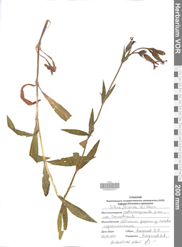 VOR 0042371