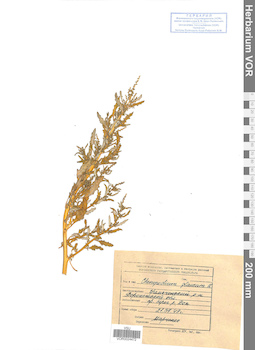 VOR 0024472