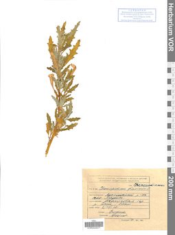 VOR 0024471