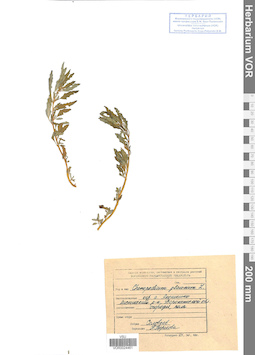 VOR 0024461