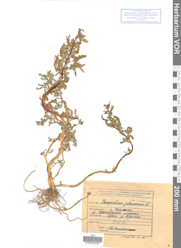 VOR 0024456