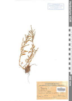 VOR 0024449