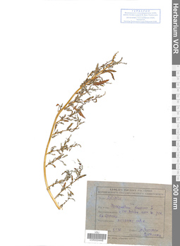 VOR 0024448