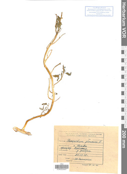 VOR 0024447