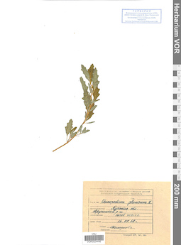 VOR 0024446