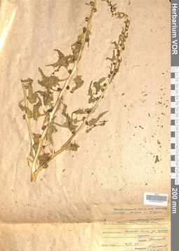 VOR 0042651
