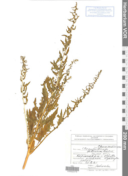 VOR 0023779