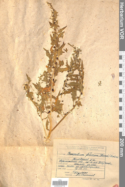 VOR 0023774