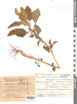 VOR 0023345