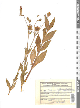 VOR 0008104