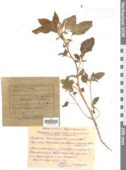 VOR 0023344
