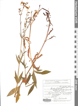 VOR 0008101