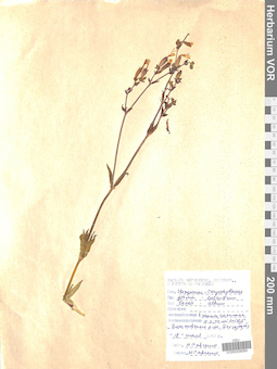VOR 0008085