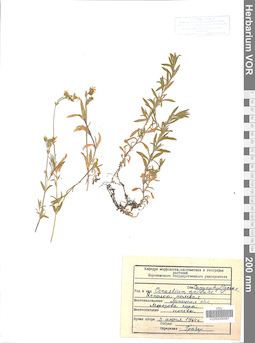 VOR 0006587