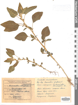 VOR 0023339