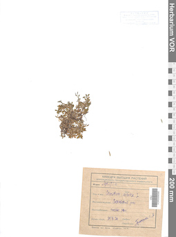 VOR 0006595