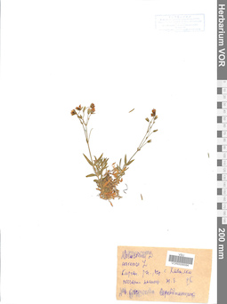 VOR 0006594