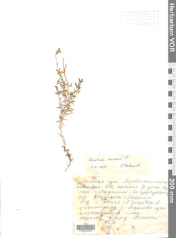 VOR 0006593