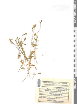 VOR 0006590