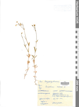 VOR 0006597