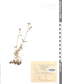 VOR 0006605