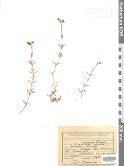 VOR 0006604