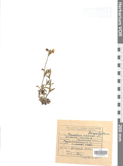 VOR 0006603