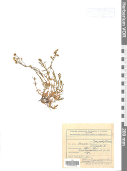 VOR 0006602