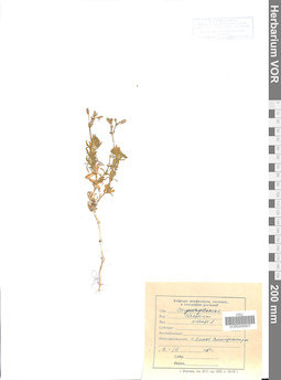 VOR 0006607