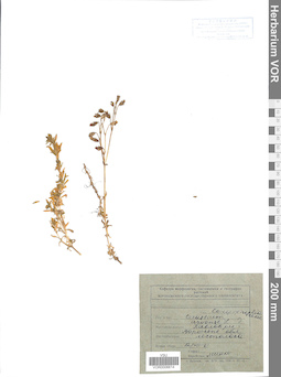 VOR 0006614