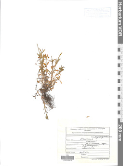 VOR 0006619