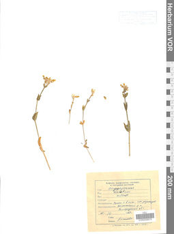 VOR 0006676