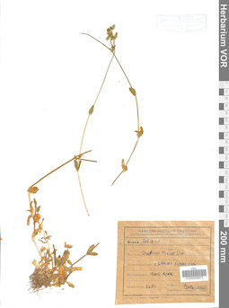 VOR 0006672