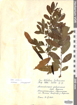 VOR 0024650