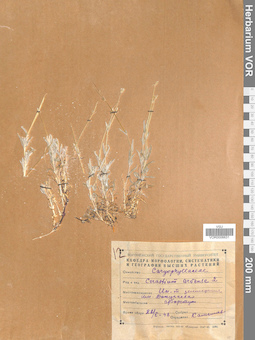 VOR 0006631