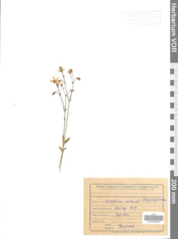VOR 0006629