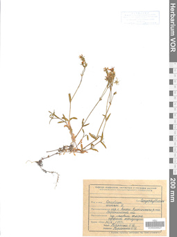 VOR 0006627