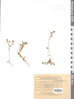 VOR 0006626