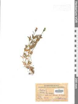 VOR 0006635