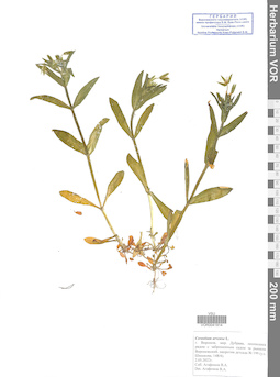 VOR 0041814