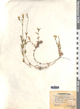 VOR 0040674
